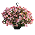 Бегония Wookie Pink Splash - 3 шт 11499