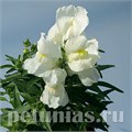 Антирринум Snappy White - 10 шт 10086 - фото 357