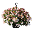 Бегония Wookie White Splash - 3 шт 11500