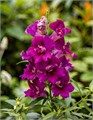 Антирринум махровый Twinny Purple - 10 шт 11501