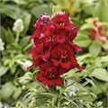Антирринум махровый Twinny Red - 10 шт 11502