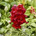 Антирринум махровый Twinny Red - 10 шт 11502
