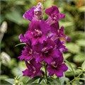 Антирринум махровый Twinny Purple - 10 шт 11501