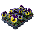 Виола Inspire Plus Blueberry Lemon - 5 шт 11503