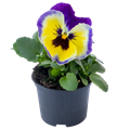Виола Inspire Plus Blueberry Lemon - 5 шт 11503