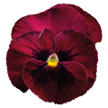 Виола Inspire Deluxxe Deep Rose Blotch - 5 шт 11504