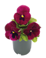 Виола Inspire Deluxxe Deep Rose Blotch - 5 шт 11504