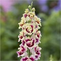 Антирринум Double Shot Lemon Purple Heart - 10 шт 11505