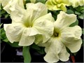 Петуния Limbo GP Yellow Lime - 10 шт 11016