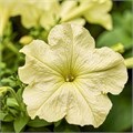 Петуния Tango Yellow Lime - 10 шт 11507