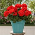 Пеларгония Landscaper Red - 3 шт 11508