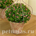 Экзакум Royal Dane Deep Rose - 5 шт 11275 - фото 366