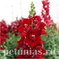 Антирринум Double Shot Crimson Red - 10 шт 10098 - фото 369