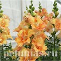 Антирринум Double Shot Peach - 10 шт 10100 - фото 371