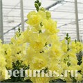 Антирринум Double Shot Yellow - 10 шт 10101 - фото 372