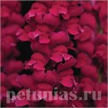 Львиный зев Cool Crimson - 5 шт 10102 - фото 376