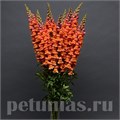 Львиный зев Cool Orange - 5 шт 10103 - фото 378
