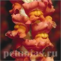 Львиный зев Cool Orange Bicolor - 5 шт 10104 - фото 379