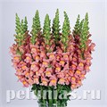 Львиный зев Cool Pink - 5 шт 10105 - фото 380