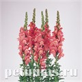 Львиный зев Cool Rose - 5 шт 10106 - фото 381