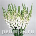 Львиный зев Cool White - 5 шт 10107 - фото 382
