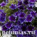 Флокс Popstars Deep Blue - 5 шт 11203 - фото 391