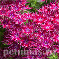 Флокс Popstars Purple - 5 шт 11204 - фото 397