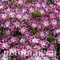 Флокс Popstars Purple with Eye - 5 шт 11205 - фото 398