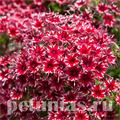 Флокс Popstars Red - 5 шт 11206 - фото 399