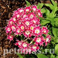 Флокс Popstars Rose with Eye - 5 шт 11207 - фото 401