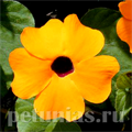Тунбергия Susie Orange Black Eye - 3 шт 11198 - фото 411