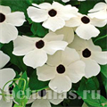 Тунбергия Susie White Black Eye - 3 шт 11199 - фото 412