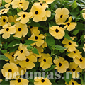 Тунбергия Susie Yellow Black Eye - 3 шт 11200 - фото 413