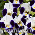 Торения Hi-Lite Blue White Beacon - 5 шт 11195 - фото 416