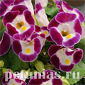 Торения Kauai Burgundy - 5 шт 11196 - фото 417