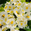 Торения Kauai Lemon Drop - 5 шт 11197 - фото 418