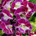 Торения Kauai Magenta - 5 шт 11374 - фото 422