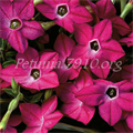 Табак крылатый Saratoga Deep Rose - 10 шт 11188 - фото 438