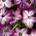 Табак крылатый Saratoga Purple Bicolor - 10 шт 11190 - фото 442