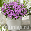 Смолевка Silky Pink - 5 шт 11185 - фото 446