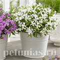 Смолевка Silky White - 5 шт 11186 - фото 447