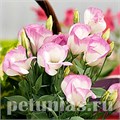 Эустома Sapphire Pink Rim - 5 шт 11356 - фото 454