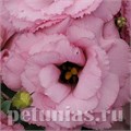 Эустома ABC 1 Deep Rose - 5 шт 11281 - фото 457