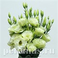 Эустома ABC 1 Green - 5 шт 11282 - фото 458