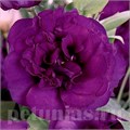 Эустома ABC 1 Purple - 5 шт 11286 - фото 459
