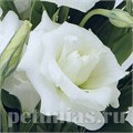 Эустома ABC 1 White - 5 шт 11289 - фото 461