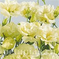 Эустома ABC 1 Yellow - 5 шт 11290 - фото 462