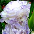 Эустома ABC 2 Blue Blush - 5 шт 11279 - фото 464
