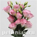 Эустома ABC 2 Misty Pink - 5 шт 11285 - фото 468