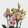 Эустома Alissa Light Pink - 5 шт 11295 - фото 476